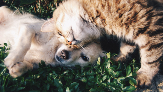 Hypoallergenic Cat and Dog