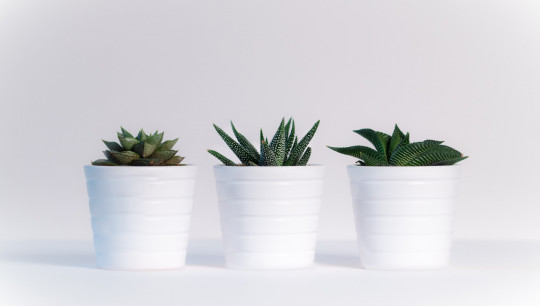 Indoor Plants for Air Quality | Improve Air Quality I Your Home
